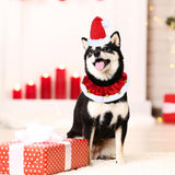 Christmas Dog Collar with Bells
