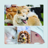 Flea & Tick Protection Collar for Dogs & Cats