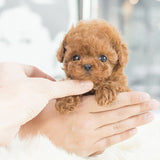 Robot Puppy Short Plush Doll