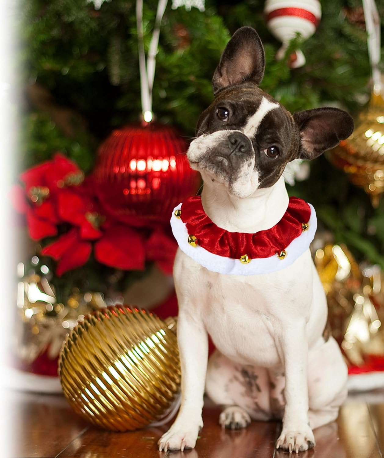 Christmas Dog Collar with Bells
