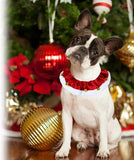 Christmas Dog Collar with Bells