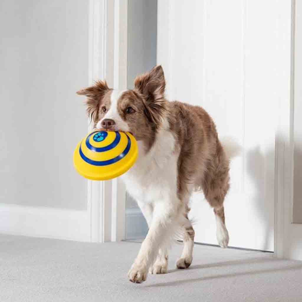 Soft Sounding Disc Dog Toy for Indoor Play & Interactive Fun