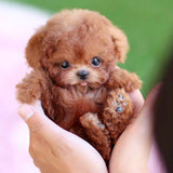 Robot Puppy Short Plush Doll