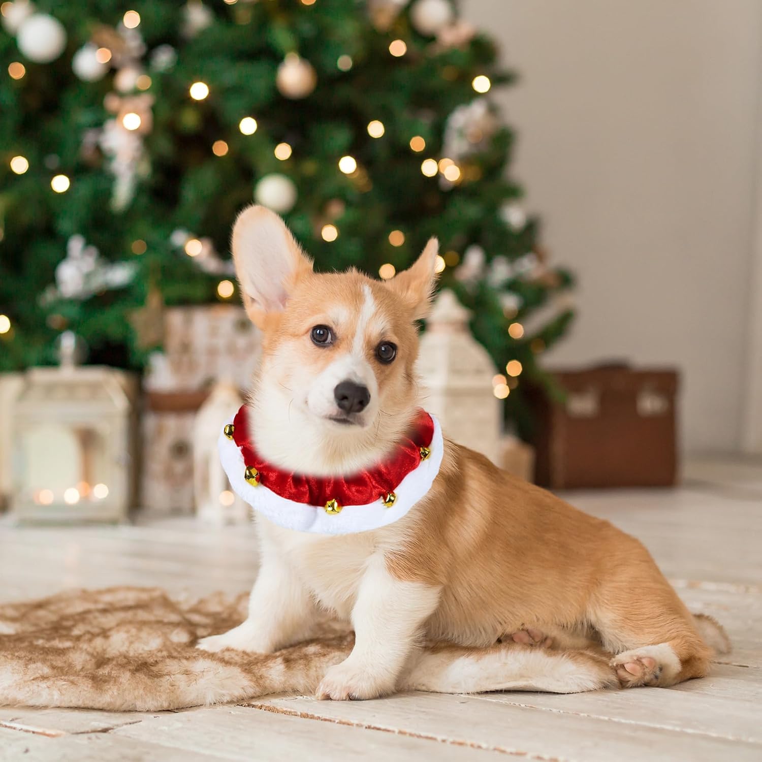 Christmas Dog Collar with Bells