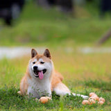 Tooth Cleaning Toy for Puppies