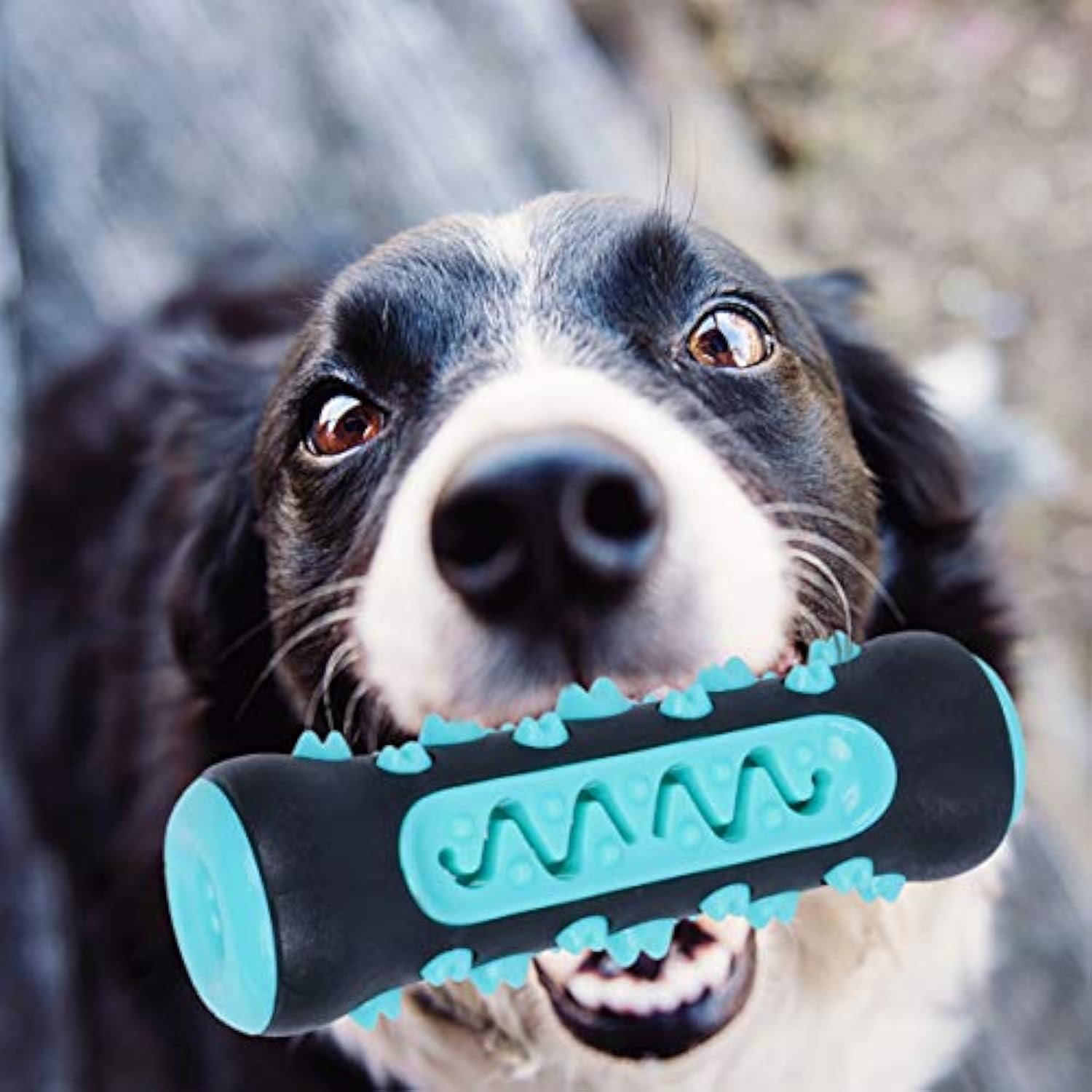 Dog Chew Toothbrush Toy