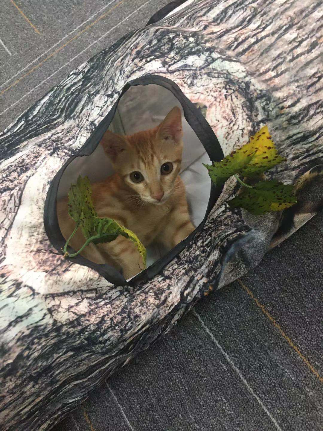 Tree Pattern Cat & Dog Tunnel Toy Interactive Pet Play Tunnel