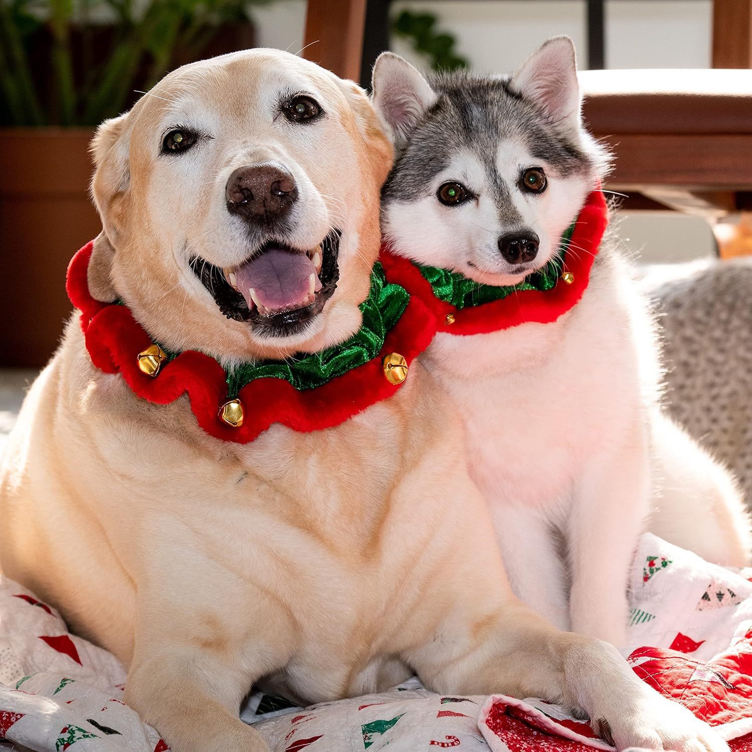 Christmas Dog Collar with Bells